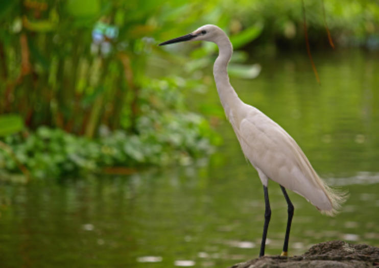 Kota Kinabalu Wetland Centre